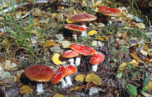 The Fly Agaric Or Fly Amanita (Amanita Muscaria) Is A Muscimol Mushroom Native Throughout The Temperate And Boreal Regions Of The Northern Hemisphere. Specimens Observed In Spain.