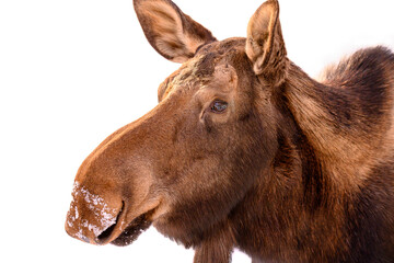 Wall Mural - close up of female moose snow on face 