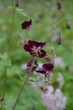 Bodziszek żałobny, rzadka roślina górska, Geranium phaeum, Tatry