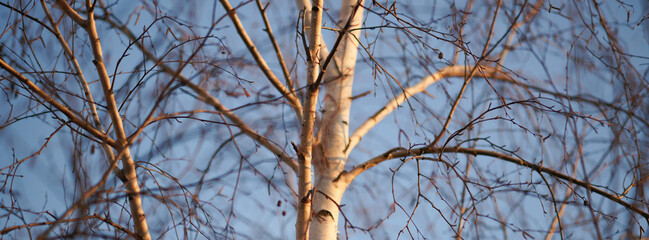 Bare birch tree branchesin blue sky background.