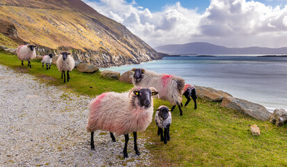 Wall Mural - Sheep near the Ocean in Ireland