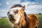funny horse, close-up, poney in a meadow