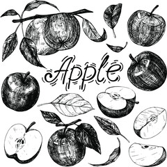 Wall Mural - Collection of hand drawings with apples. Ink sketch isolated on white background. Hand drawn vector illustration. The style of engraving.
