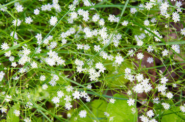 Ornithogalum, perennial bulbous plant of the lily family, White flowers