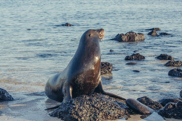 Poster - a dolphin with its mouth open on a rock in the water