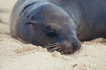 Poster - a seal lying on the sand