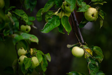 Poster - Green morning apple on the tree.