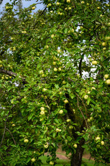 Sticker - Green morning apple on the tree.