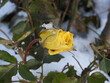 Żółta róża zimą