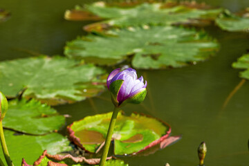 Wall Mural - Close-up of blooming lotus and lotus leaves in the pond