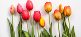 Fototapeta Tulipany - Bouquet of tulips on a white background with leaves. copy space area
