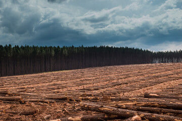 Wall Mural - Wood pile 