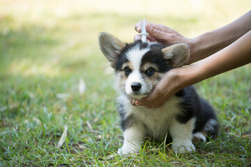 Close up woman applying tick and flea prevention treatment and medicine to her dog or pet..