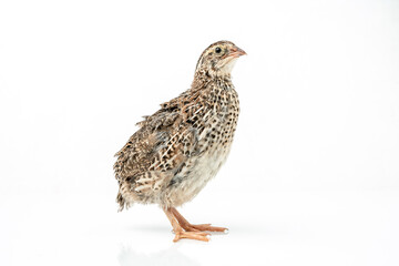 Wall Mural - Isolated Japanese quail on white background.