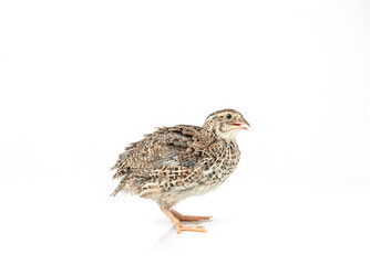 Wall Mural - Isolated Japanese quail on white background.