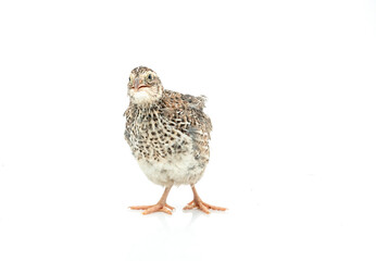 Isolated Japanese quail on white background.