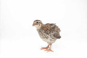 Isolated Japanese quail on white background.