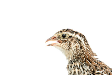 Isolated Japanese quail on white background.