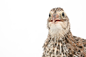 Isolated Japanese quail on white background.