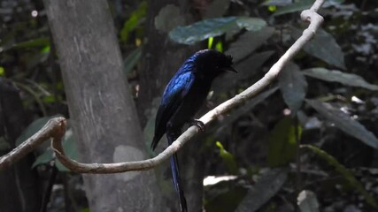 Wall Mural - The greater racket-tailed drongo (Dicrurus paradiseus) 