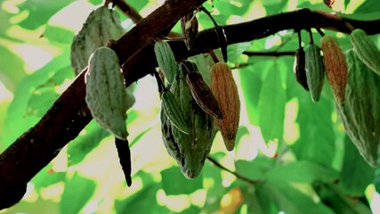 Wall Mural - The cocoa tree with fruits. Yellow and green Cocoa pods grow on the tree, cacao plantation in Thailand, Cocoa fruit hanging on the tree in the rainy season, Cacao Tree. Organic fruit pods in nature.