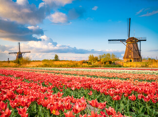 Wall Mural - Landscape with tulips, traditional dutch windmills in Netherlands, Europe