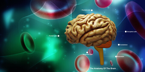 Wall Mural - 3d illustration human health brain