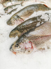 Sticker - Trout fish in ice on the counter