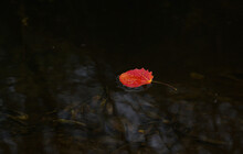 Red Aspen Leaf In The Water On A Black Background
