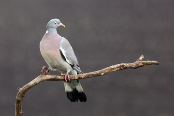 Sticker - The common wood pigeon (Columba palumbus) on a branch with brown background