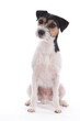 Parson Russell Terrier sitting on white background