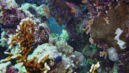 Poster - School of tropical fish in a colorful coral reef with water surface in background, Red sea, Egypt.