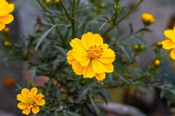 Bloomed sulfur cosmos flower with leaves and buds inside the home garden at the rooftop