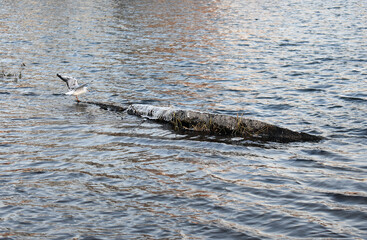 Poster - seagull on lake