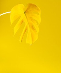 Wall Mural - Yellow leaf of home flower Monstera close-up illuminated on trendy yellow background, trendy colors of the year