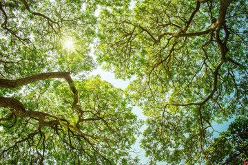 green natural view of tree branches and green leaves with sunlight in the morning.