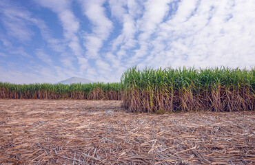 Poster - sugar cane farm with cloudy