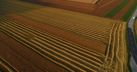 Wall Mural - Aerial drone shot of harvester machine harvesting ripe golden wheat on field. Agriculture and agronomy concept. Lines of harvested wheat on large farming field. Descending, tilt up