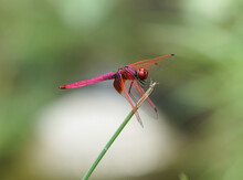 Red Dragonfly On A Leaf
