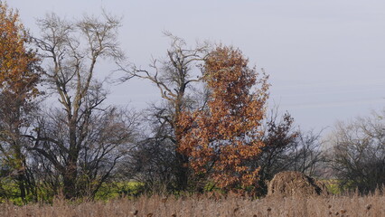 Wall Mural - trees in the field