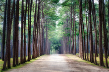 Rows Of Towering Pine Trees At Hot District, Chiang Mai, Thailand