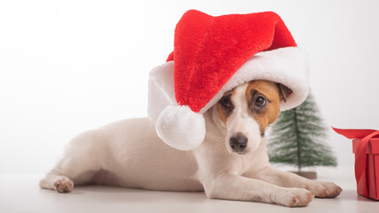 Smart dog jack russell terrier in santa claus hat. Merry Christmas