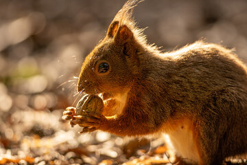 Wall Mural - the red squirrel or eurasian red squirrel (sciurus vulgaris) is a species of tree squirrel in the ge
