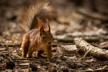 Wall Mural - the red squirrel or eurasian red squirrel (sciurus vulgaris) is a species of tree squirrel in the ge