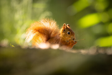 Wall Mural - the red squirrel or eurasian red squirrel (sciurus vulgaris) is a species of tree squirrel in the ge