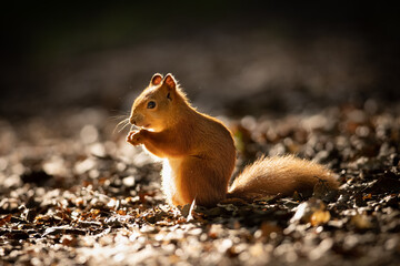 Wall Mural - the red squirrel or eurasian red squirrel (sciurus vulgaris) is a species of tree squirrel in the ge