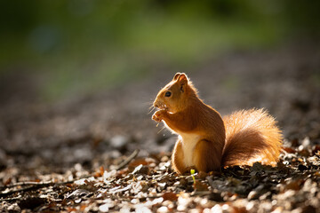 Wall Mural - the red squirrel or eurasian red squirrel (sciurus vulgaris) is a species of tree squirrel in the ge
