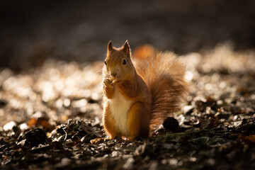 Wall Mural - the red squirrel or eurasian red squirrel (sciurus vulgaris) is a species of tree squirrel in the ge