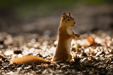 Wall Mural - the red squirrel or eurasian red squirrel (sciurus vulgaris) is a species of tree squirrel in the ge