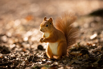 Wall Mural - the red squirrel or eurasian red squirrel (sciurus vulgaris) is a species of tree squirrel in the ge